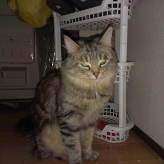 とても甘えたなチンチラとアメショーのミックスです