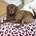 生後２年のチワワ×ポメラニアンのmix犬