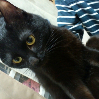 猫ちゃんの里親さん探してます＞＜