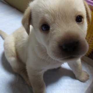 甘えん坊の子犬です