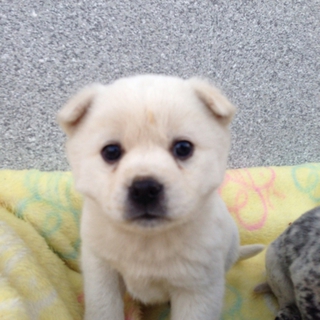 野良犬の兄弟です
