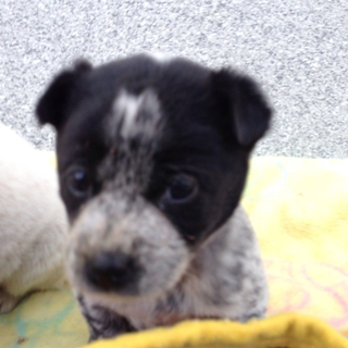 野良犬の兄弟です