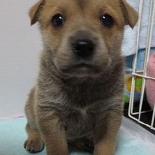 甘えん坊の子犬です