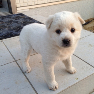野良犬の子供です