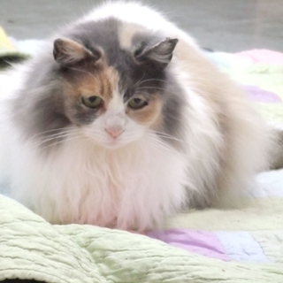 (T＾T)虐待受けた長毛の薄い三毛ちゃん(T＾T)