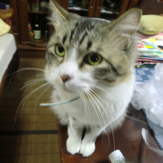 急ぎ募集です