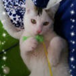 カツオと名付けました