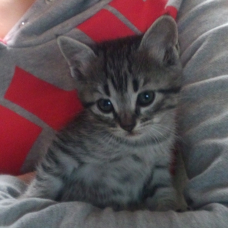 アメリカンカールとスコティッシュの仔猫です