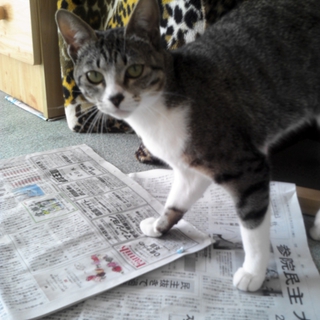 クールなメスの猫ちゃんです。