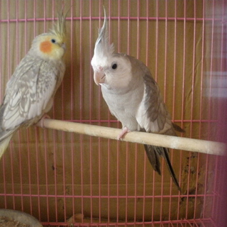 オカメインコ　２羽