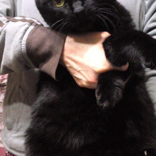 まん丸の目が特徴の遊び好きな黒猫くんです。