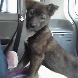 おっとり仔犬のララちゃん