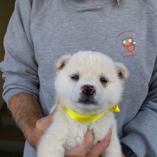 捨犬1/５頭です。宜しくお願いします。