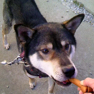 ハスキーMIX 番犬タイプ☆外飼育☆上級者向き
