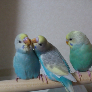 可愛い手乗りセキセイ