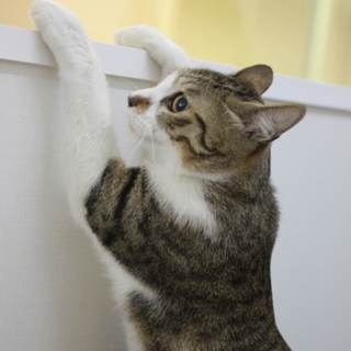 キジ白　レオくん　17匹多頭飼い崩壊レスキュー
