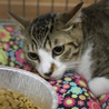 キジ白　レオくん　17匹多頭飼い崩壊レスキュー サムネイル2