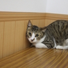 キジ白　レオくん　17匹多頭飼い崩壊レスキュー サムネイル3