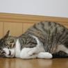 キジ白　レオくん　17匹多頭飼い崩壊レスキュー サムネイル4