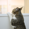 キジ白　レオくん　17匹多頭飼い崩壊レスキュー サムネイル5