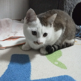 とっても元気で活発なチータンです