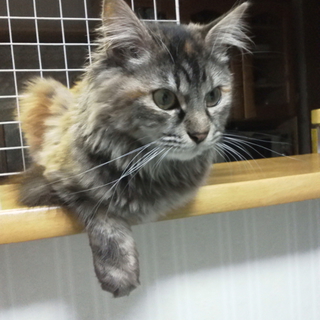 瞳がとってもきれいな美猫ちゃん