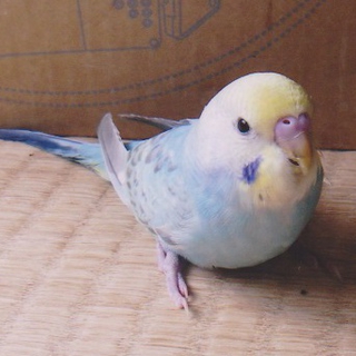 セキセイインコ♂　里親募集！