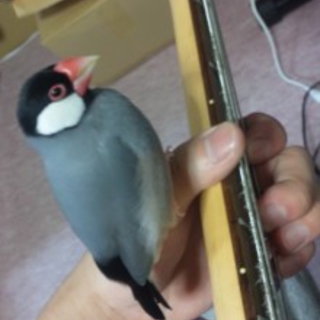 オス　２歳の手乗り桜文鳥　東京都葛飾区在住