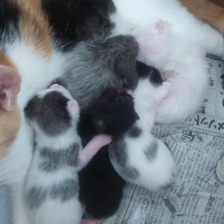 生後２週間たらずの子猫！