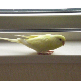 手乗りセキセイインコ（雌）ーよい里親様決まりました