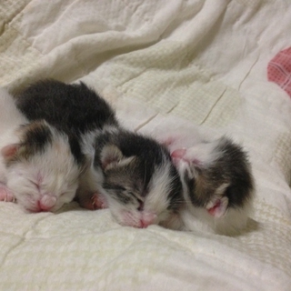 子猫の里親募集ですっ(>_<)