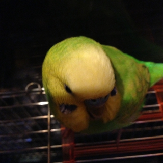 可愛い手乗りインコちゃん