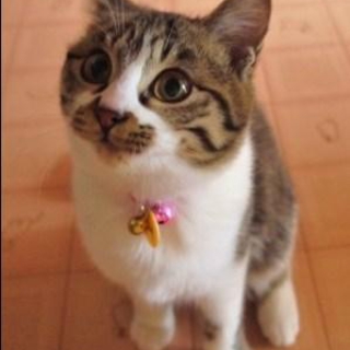 ちんまり可愛いきじこちゃん