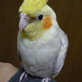 オカメインコ　里親様募集　急募