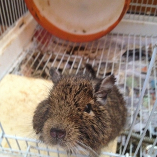 とっても可愛いデグーマウスの里親募集！！
