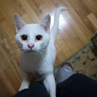 １歳くらいの白猫男の子