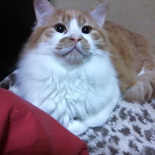 １歳数ヶ月の♂（毛少し長め）
