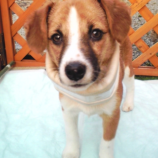 ５０頭多頭崩壊より救済の子犬　社会性◎　