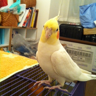 オカメインコ☆男の子☆