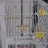 2012年8月生まれの桜文鳥（おそらくメス） サムネイル2