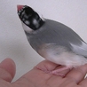 2012年8月生まれの桜文鳥（おそらくメス） サムネイル3