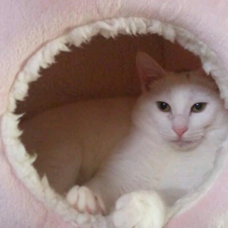 ありがとうございました。