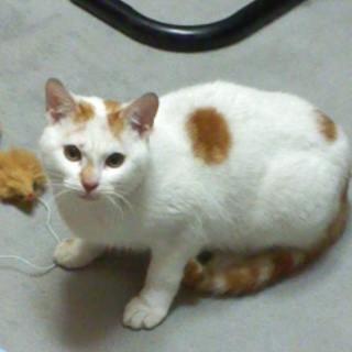 愛知　名古屋　可愛いピーちゃん（♂）の里親さま募集