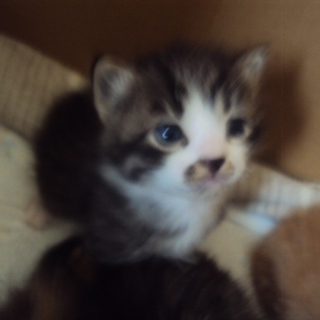 子猫の里親募集してます