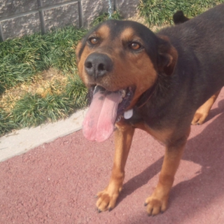 元気な23キロくらいの男の子