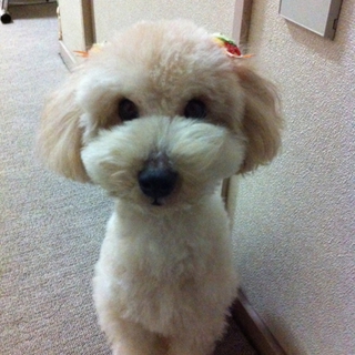 可愛がってくれる方募集します
