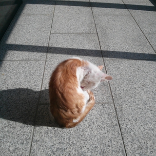 緊急（一週間しかありません。）