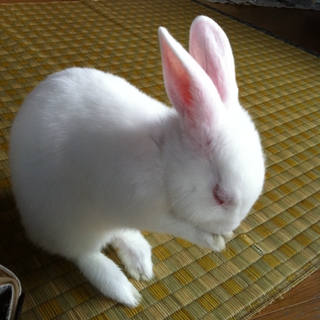 まっしろうさぎさんの里親様急募です！