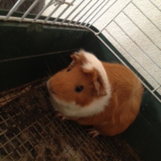 モルモットちゃん里親さん募集です。