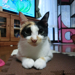 里親になってください。